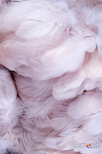 Gallina - 5-9 cm - crema rosa